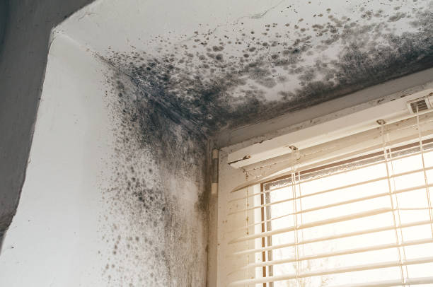 Affordable Mold Cleanup solutions in Louisville, KY